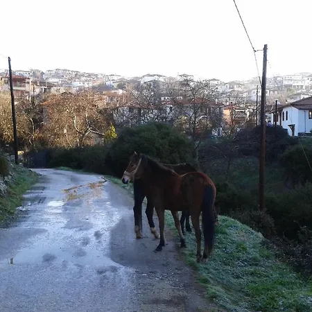 Viraggas Traditional