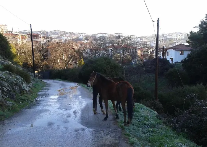 Viraggas Traditional